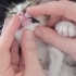 Minik tatlı bir bebek🐱 fotoğraf