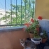 Minik tatlı bir bebek🐱 fotoğraf
