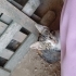 Tekir, Sarman ve Beyaz kedi,3'ü 1 arada fotoğraf