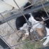Tekir, Sarman ve Beyaz kedi,3'ü 1 arada fotoğraf