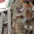 Tekir, Sarman ve Beyaz kedi,3'ü 1 arada fotoğraf