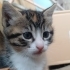 Tekir, Sarman ve Beyaz kedi,3'ü 1 arada fotoğraf