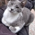 8 Aylık Kısırlaştırılmış Kedi fotoğraf