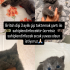 Kalıcı yuvası olsun istiyoruz fotoğraf
