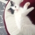 Sevgi dolu sevecen oyuncu fotoğraf