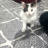 Sevgi dolu sevecen oyuncu fotoğraf