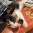 Bana yuva olmak ister misiniz? fotoğraf