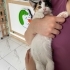 Acil Ankara yuva fotoğraf