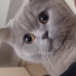 British kedi ücretsiz sahiplendirmek istiyoruz fotoğraf