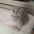 British kedi ücretsiz sahiplendirmek istiyoruz fotoğraf