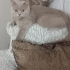 British kedi ücretsiz sahiplendirmek istiyoruz fotoğraf