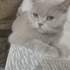 British kedi ücretsiz sahiplendirmek istiyoruz fotoğraf