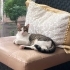 Cesur ömürlük yuvasını arıyor fotoğraf