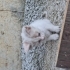 1 aylık Çok minnak ve uslu bir bebek fotoğraf
