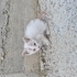 1 aylık Çok minnak ve uslu bir bebek fotoğraf