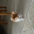 Ömürlük Yuvasını Arayan Sarman Kedi fotoğraf