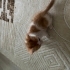 Ömürlük Yuvasını Arayan Sarman Kedi fotoğraf