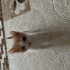 Ömürlük Yuvasını Arayan Sarman Kedi fotoğraf