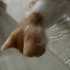 Ömürlük Yuvasını Arayan Sarman Kedi fotoğraf
