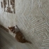 Ömürlük Yuvasını Arayan Sarman Kedi fotoğraf