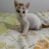 Acil sakız için yuva fotoğraf