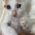 Acil sakız için yuva fotoğraf