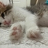 Ares’e sevgi dolu yuvasını arıyoruz. 🐾 fotoğraf