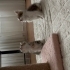 Ares’e sevgi dolu yuvasını arıyoruz. 🐾 fotoğraf