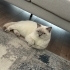 Susam Bey e yuva arıyorum fotoğraf