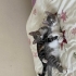 Kedilerime yuva arıyorum fotoğraf