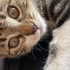 Kedilerime yuva arıyorum fotoğraf