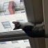Kedilerime yuva arıyorum fotoğraf