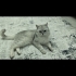 British shorthair kısır fotoğraf