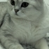 British shorthair kısır fotoğraf