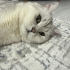 British shorthair kısır fotoğraf