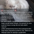 Cinsleri gereği sorunsuz uslu sevecen sevgi dolu bir çoçuk fotoğraf
