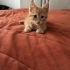 Limon 2 aylık erkek sarman bebek ömürlük yuvasını arıyor fotoğraf