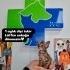 Bebek tekire ömürlük yuva arıyoruz fotoğraf