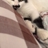 Eve uyumlu sevecen fotoğraf