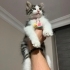 Melezim çok pofuduğum. fotoğraf