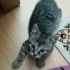 EVİNİZE NEŞE GELSİN İSTERMİSİNZ fotoğraf
