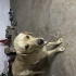 Bağ bahçe koruma, büyük ırk fotoğraf