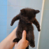 2 Aylık Pofidiklere Acil Yuva Arıyoruz fotoğraf