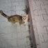 Kısırlaştırılıp sokağa atılmış, park etmiş arabaların altına sığınıyor fotoğraf