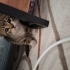 Aşıları tam oyuncu 2 aylık dişi kedi ekipmanlar hediye fotoğraf