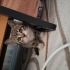Aşıları tam oyuncu 2 aylık dişi kedi ekipmanlar hediye fotoğraf