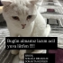 British Acil Yuva Arıyoruz fotoğraf