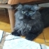 Yavru kedi açıp sahiplendirme fotoğraf
