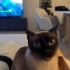 3.5 YAŞINDA TATLI OREO'YA YUVA ARIYORUM fotoğraf