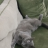 Toprak Kendini Sevdiren ve Okşatmayı Seven Sakin bir Kedi fotoğraf